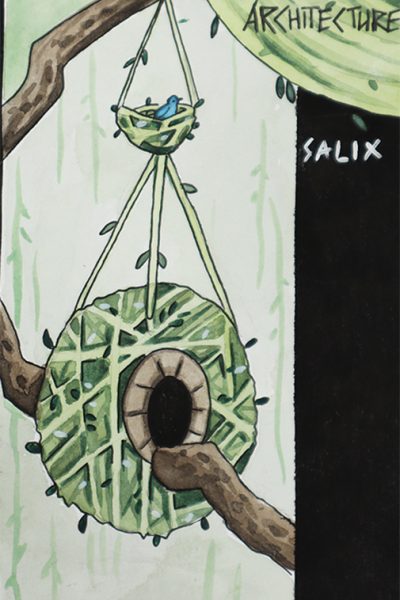 Salix